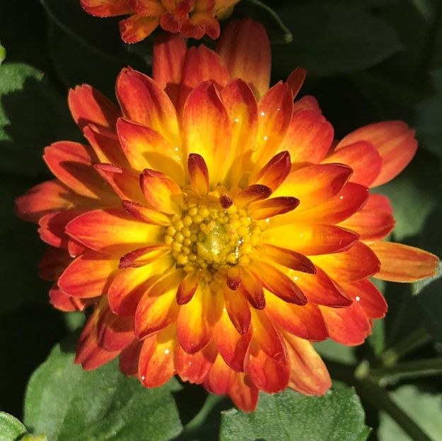 Picture of Chrysanthemum Dazzling Stacy Orange 6 inch