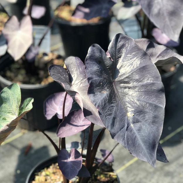 Picture of Colocasia esculenta 'Black Coral' #4Q