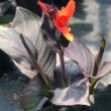 Picture of Canna Cannova® Bronze Orange #4Q