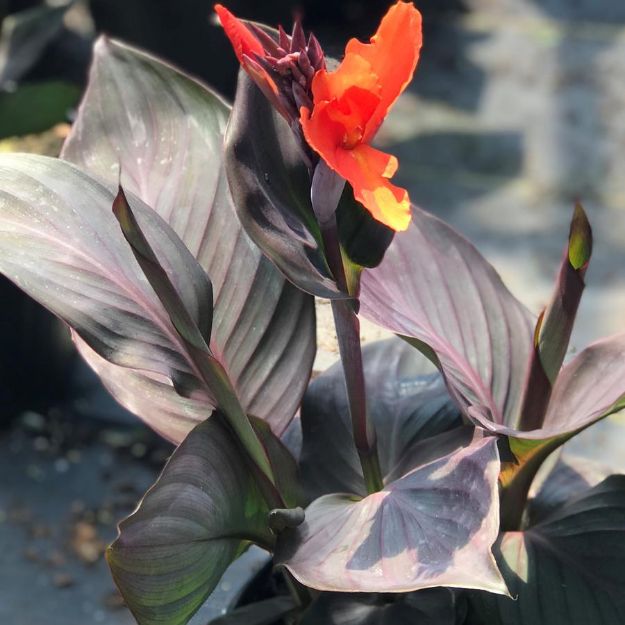 Picture of Canna Cannova® Bronze Orange #4Q
