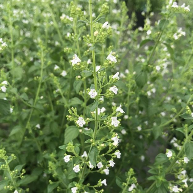 Picture of Calamintha nepeta subsp. nepeta #4Q