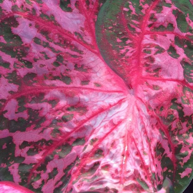 Picture of Caladium 'Carolyn Wharton' #4Q