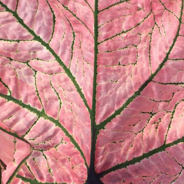 Picture of Caladium 'Spring Fling' #4Q