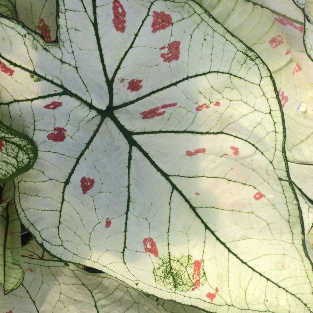 Picture of Caladium 'Strawberry Star' #4Q