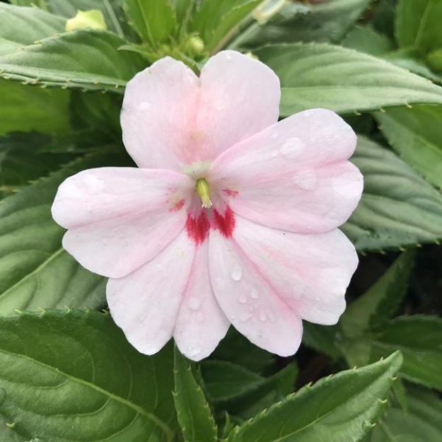 Picture of Impatiens SunPatiens® Vigorous Pink Kiss PP28486 4.5" (10/flat)