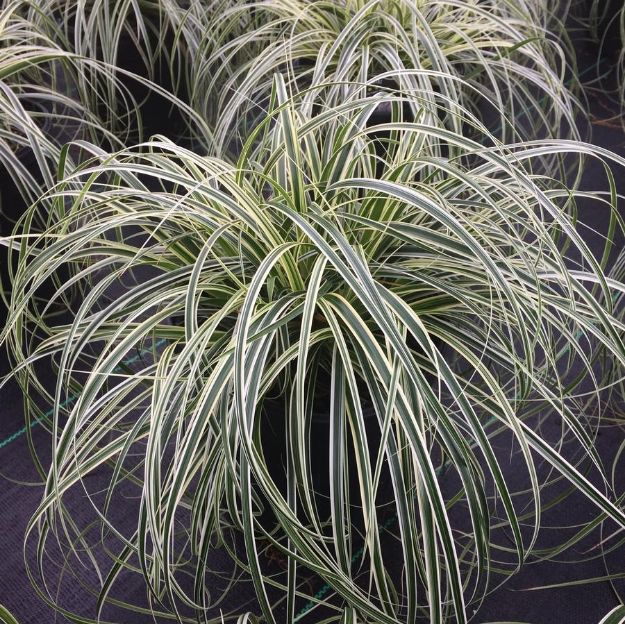 Picture of Carex Feather Falls™ PP26199 #4Q