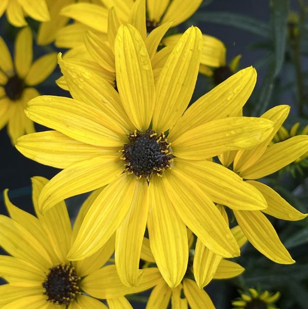 Picture of Helianthus 'Autumn Gold' PP30117 #3QAB (6/flat)