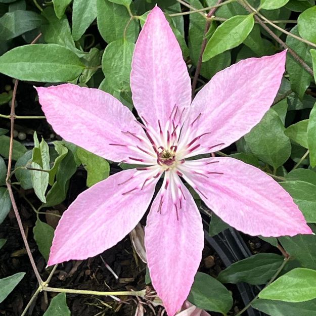 Picture of Clematis Sarah Elizabeth™ PP33177 #4Q