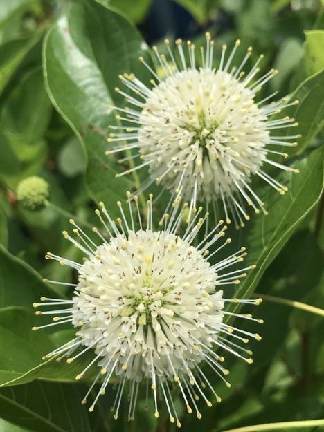 Picture of Cephalanthus occidentalis Magical® Moonlight #3