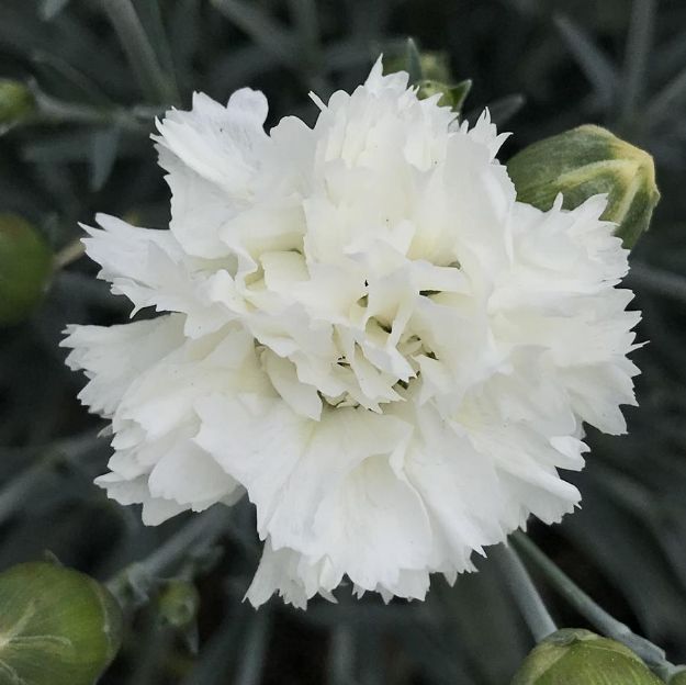 Picture of Dianthus Scent First® Memories PP25027 #4Q