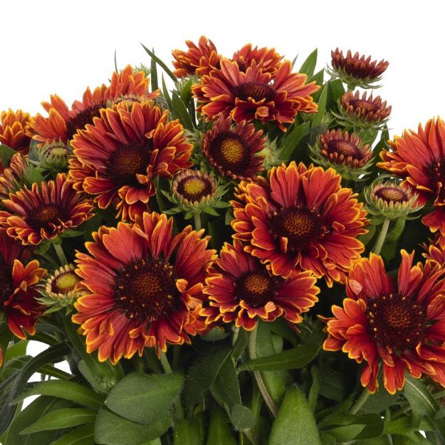 Picture of Gaillardia SpinTop™ Yellow Touch PP29206 #4Q