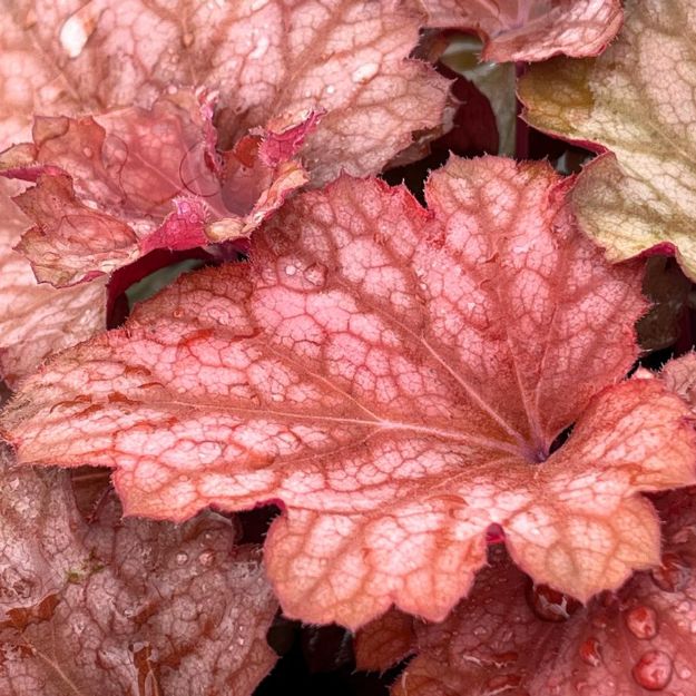 Picture of Heuchera 'Carnival Watermelon' PP24803 #4Q