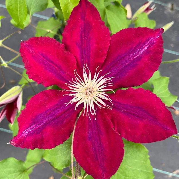 Picture of Clematis Rebecca™ PP2158 #4Q
