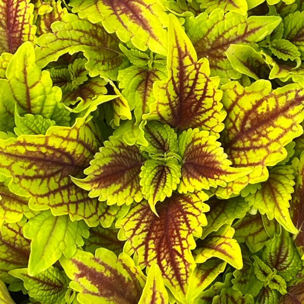 Picture of Coleus ColorBlaze® Golden Dreams™ 10 Inch