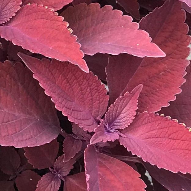 Picture of Coleus ColorBlaze® Rediculous® 10 Inch