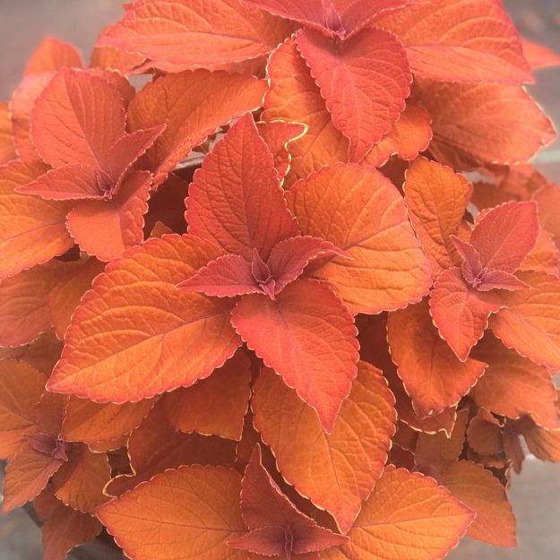 Picture of Coleus ColorBlaze® Sedona Sunset® PP30586 10 Inch