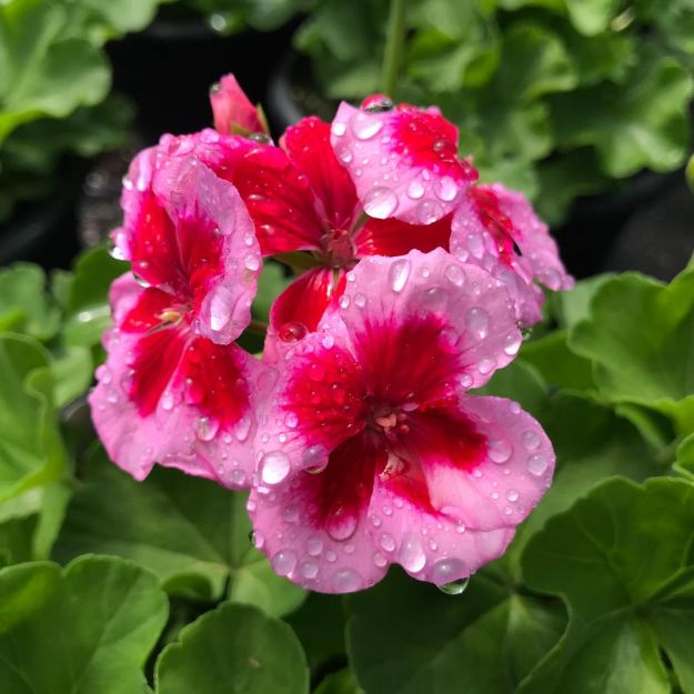Picture of Geranium Calliope® Large Rose Mega Splash 10 Inch