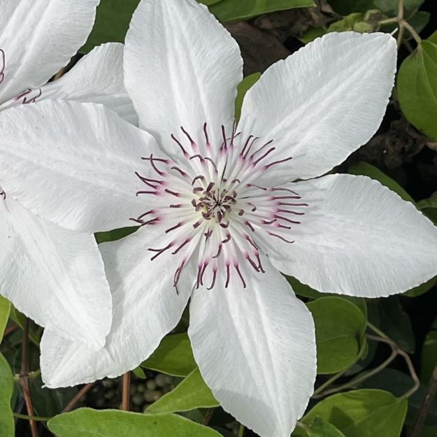 Picture of Clematis The Countess of Wessex™ #4Q