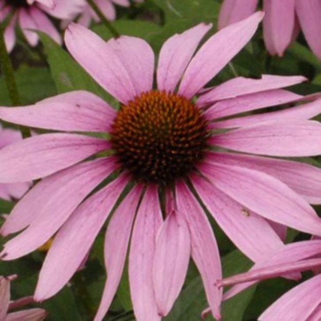 Picture of Echinacea purpurea 'Magnus' #3QAB (6/flat)