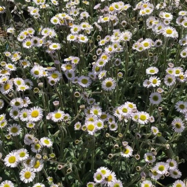 Picture of Erigeron pulchellus 'Lynnhaven Carpet' #3QAB (6/flat)