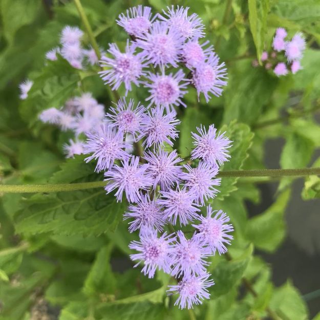 Picture of Eupatorium coelestinum #3QAB (6/flat)