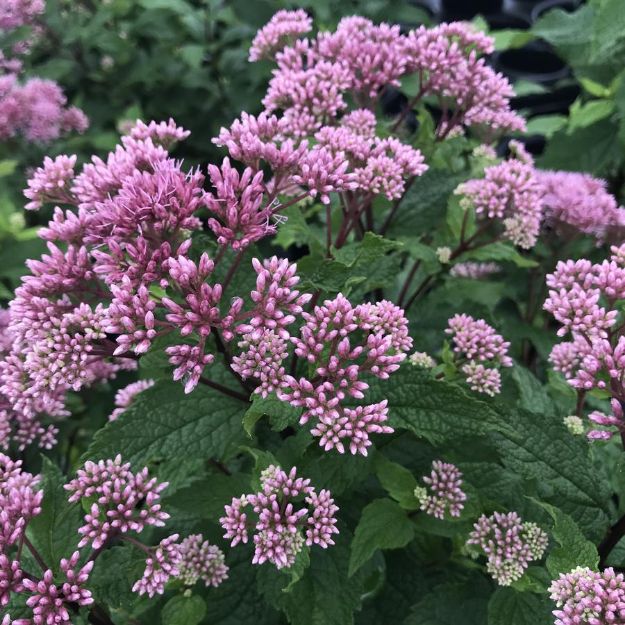 Picture of Eupatorium dubium 'Little Joe' PP16122 #3QAB (6/flat)