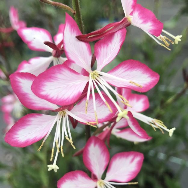 Picture of Gaura lindheimeri 'Rosyjane' PP22290 #3QAB (6/flat)