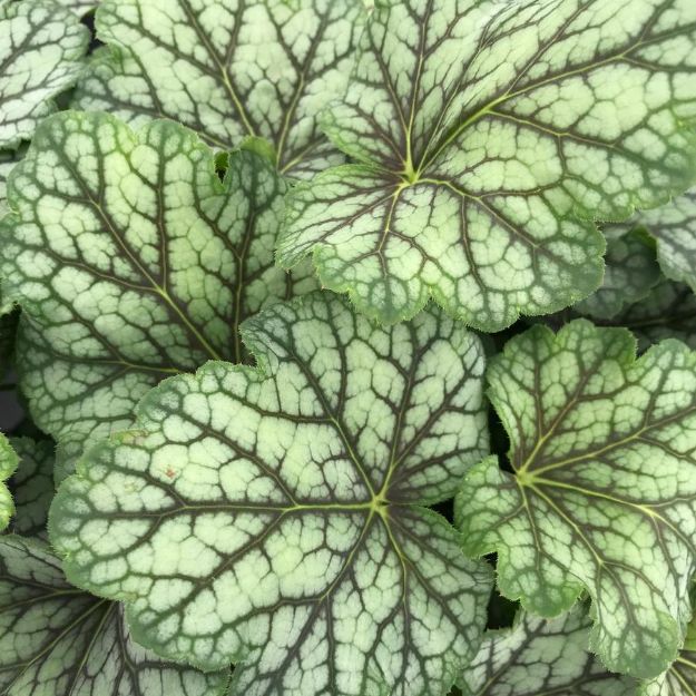 Picture of Heuchera 'Green Spice' #3QAB (6/flat)