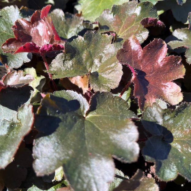 Picture of Heuchera 'Palace Purple' #3QAB (6/flat)