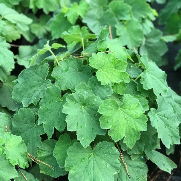 Picture of Heuchera villosa 'Autumn Bride' #3QAB (6/flat)