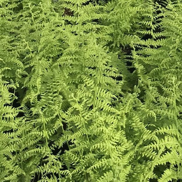 Picture of Dennstaedtia punctilobula #3QAB (6/flat)