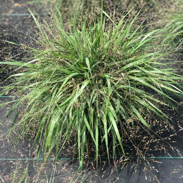 Picture of Eragrostis spectabilis #3QAB (6/flat)