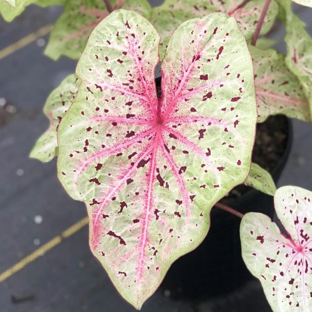 Picture of Caladium 'Miss Muffet' #4Q