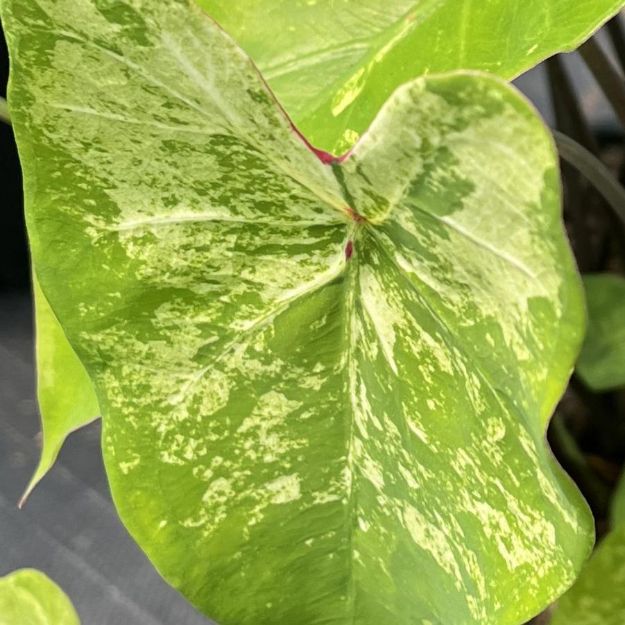 Picture of Caladium 'Frog in a Blender' #4Q