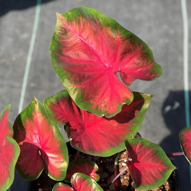 Picture of Caladium 'Royal Flush' #4Q