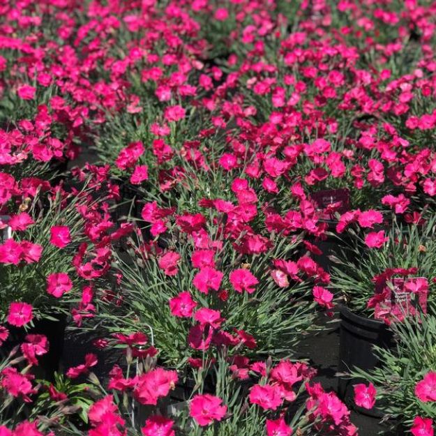 Picture of Dianthus Vivid™ Bright Light PP28239 #4Q