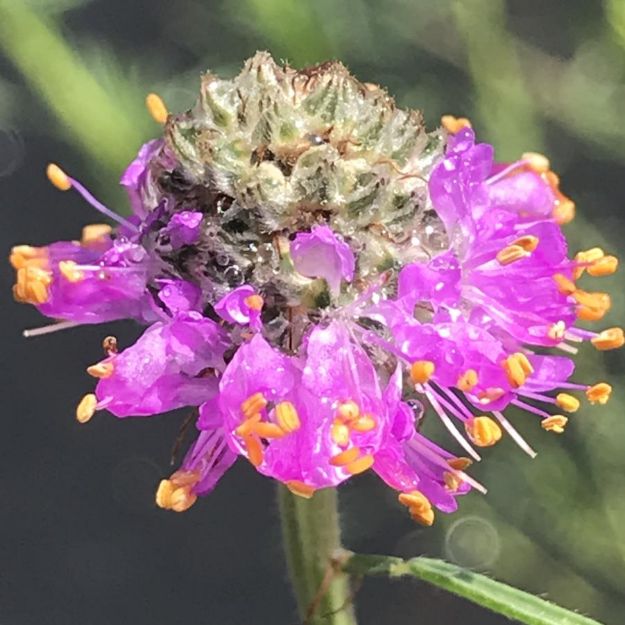 Picture of Dalea purpurea #3QAB (6/flat)