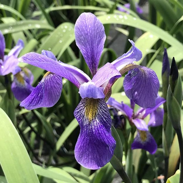 Picture of Iris versicolor 'Purple Flame' #3QAB (6/flat)