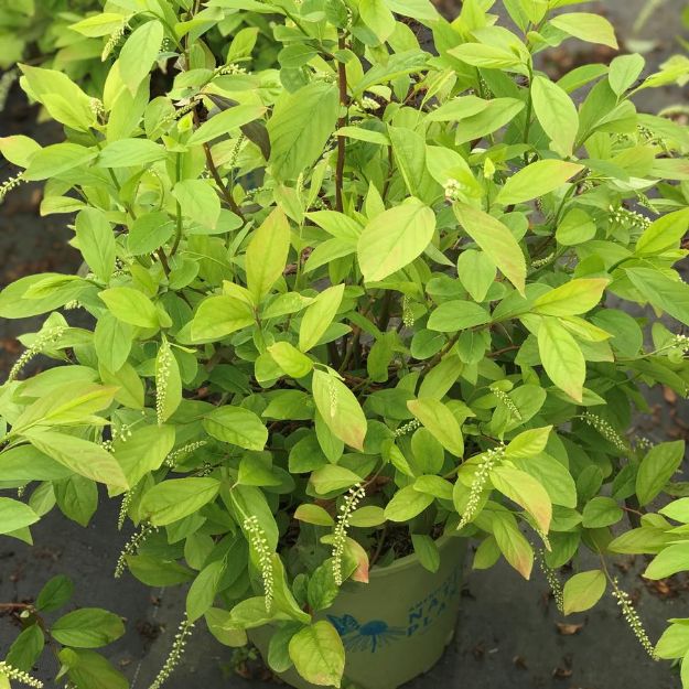 Picture of Itea virginica 'Henry's Garnet' #3AB