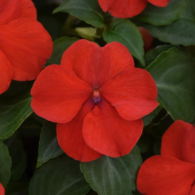 Picture of Impatiens Beacon® Bright Red 6 inch