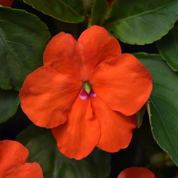 Picture of Impatiens Beacon® Orange 6 inch