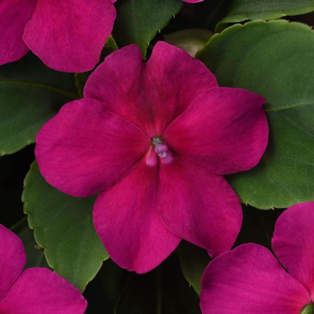 Picture of Impatiens Beacon® Violet Shades 6 inch