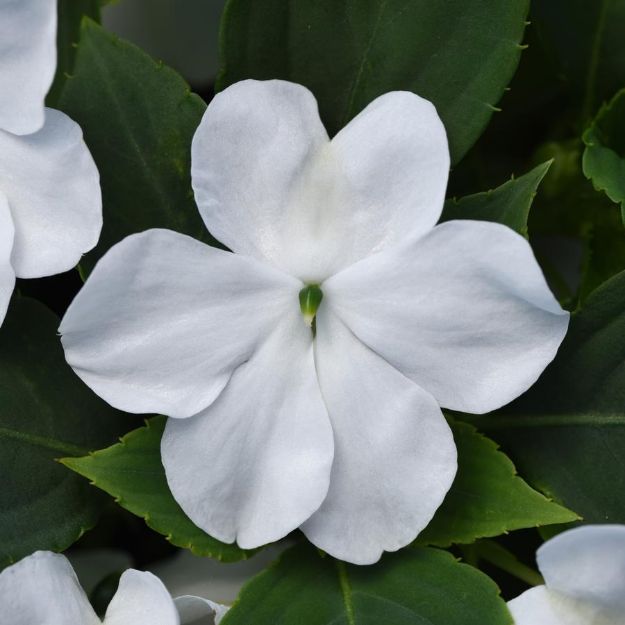 Picture of Impatiens Beacon® White 6 inch