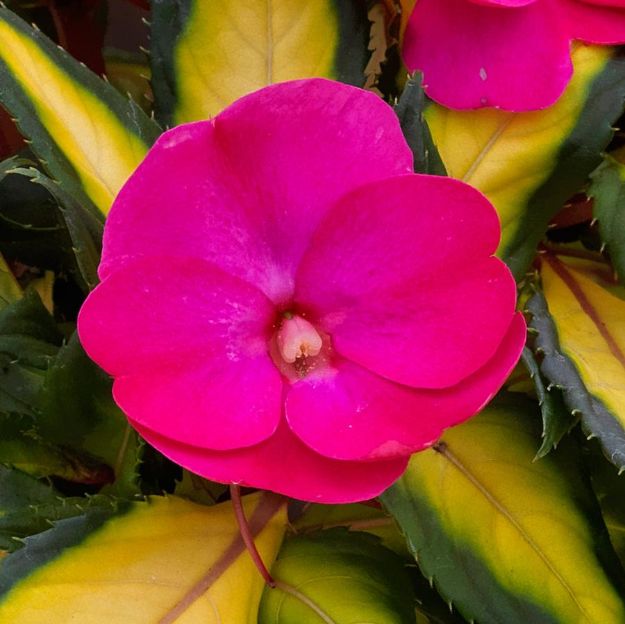 Picture of Impatiens SunPatiens® Compact Tropical Rose PP28027 6 inch