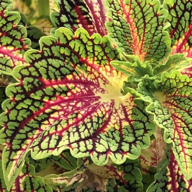 Picture of Coleus Mainstreet La Rambla 2020' 10 Inch