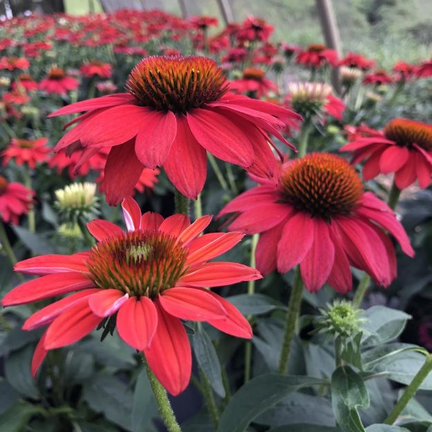 Picture of Echinacea SOMBRERO® Tres Amigos #4Q