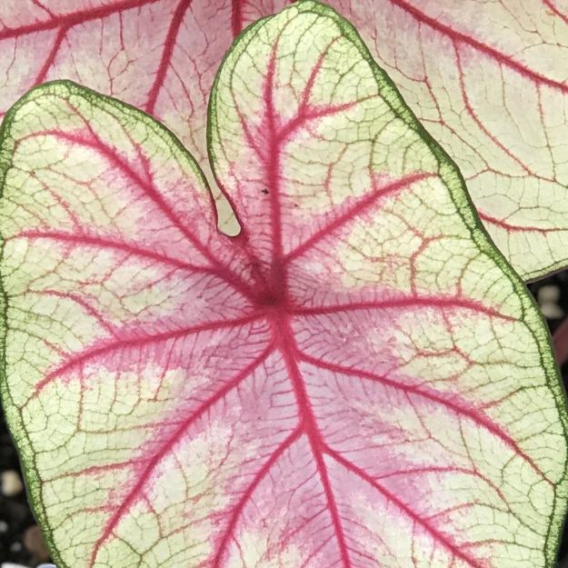 Picture of Caladium 'Summer Breeze' #4Q