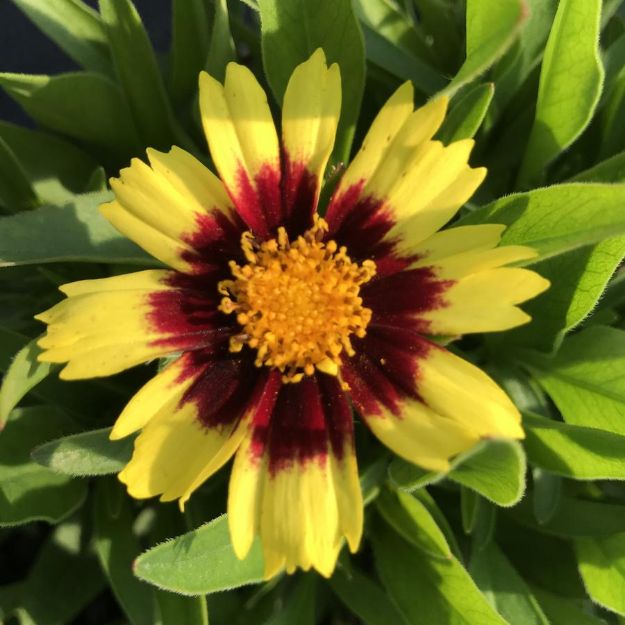 Picture of Coreopsis Uptick™ Yellow & Red PP28865 #4Q