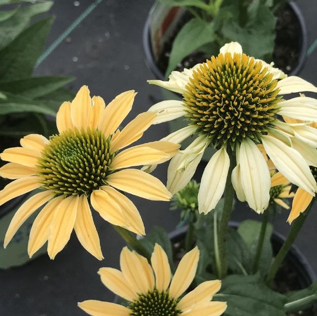 Picture of Echinacea purpurea 'Mellow Yellows #3QAB (6/flat)