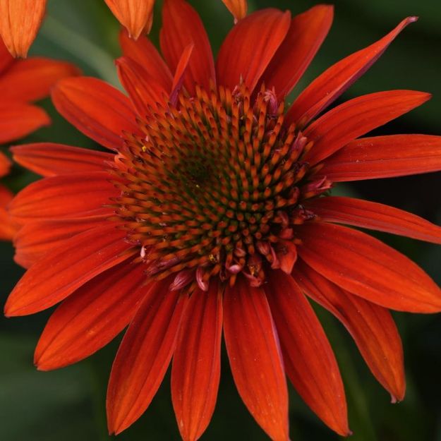 Picture of Echinacea SOMBRERO® Fiesta Orange PP26639 #4Q